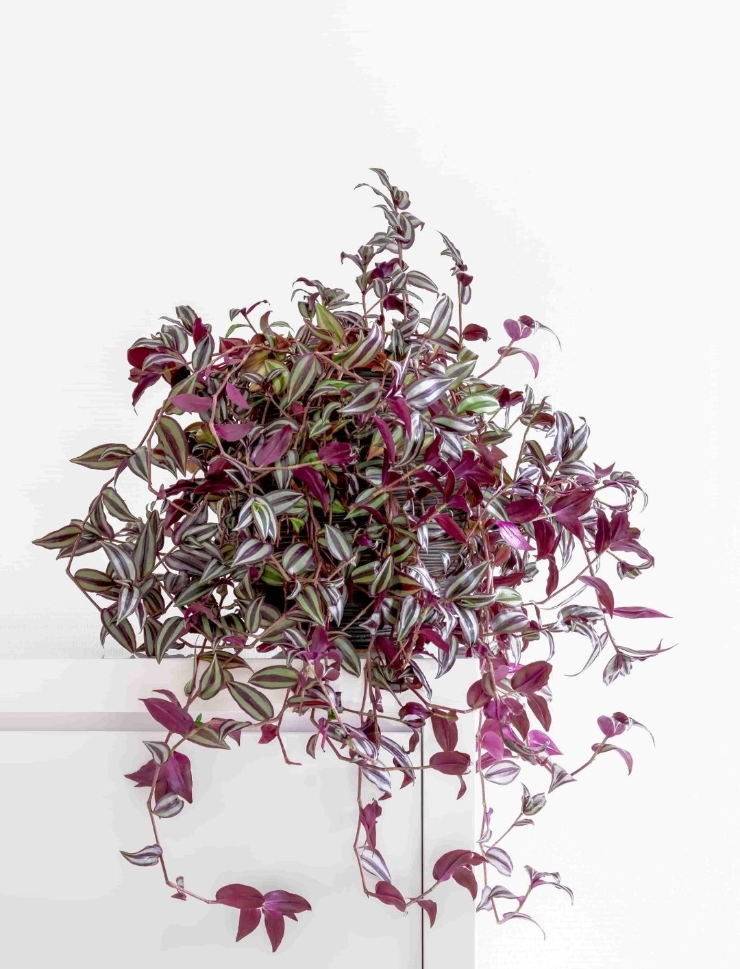 Another name for wandering jew plant information