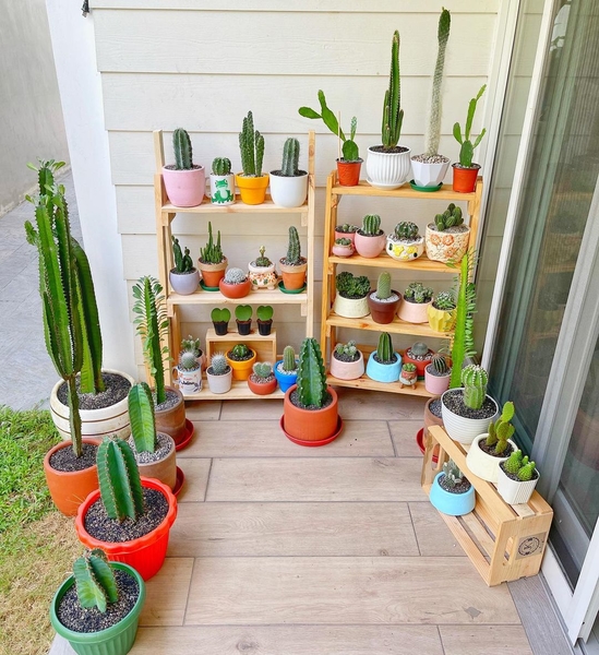 Jolina Magdangal's Plant Corner - colorful pots and wooden racks.