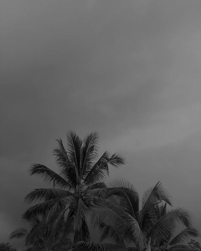 Palm trees photo taken by Ida Anduyan