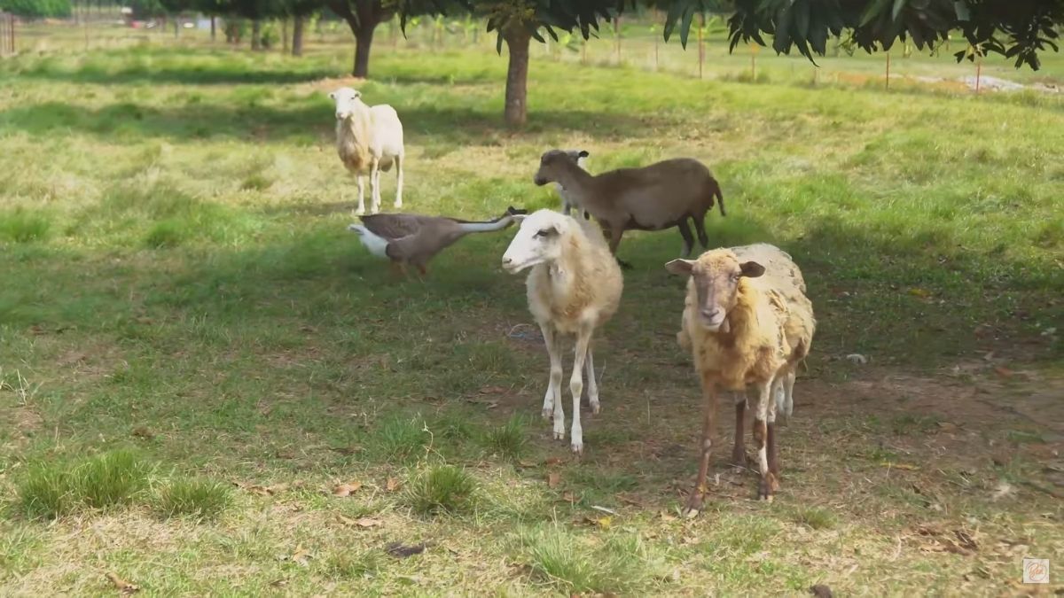 Bea Alonzo's farm in Zambales: animals