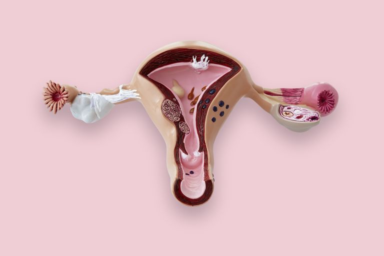 female reproductive system