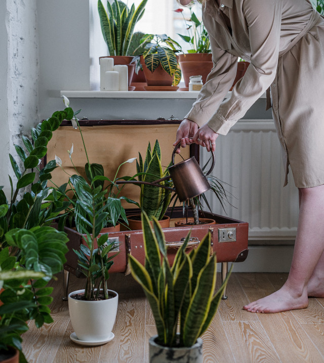 Woman watering house plants