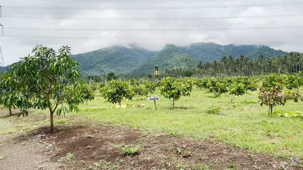 Vilma Santos' farm in Batangas: santol