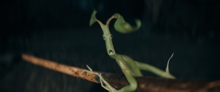 Pickett the Bowtruckle