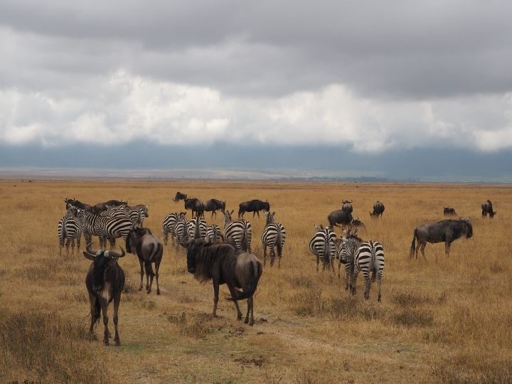 African safari, Tanzania, zebra, wildebeest