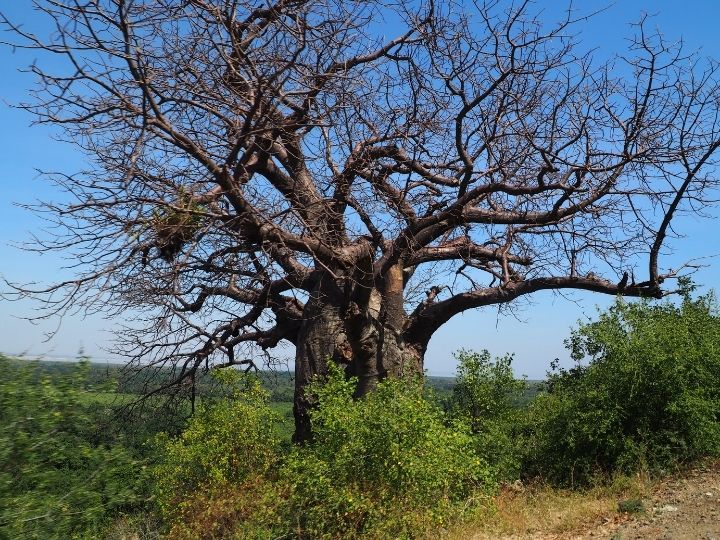 African safari, Tanzania, Baobab tree