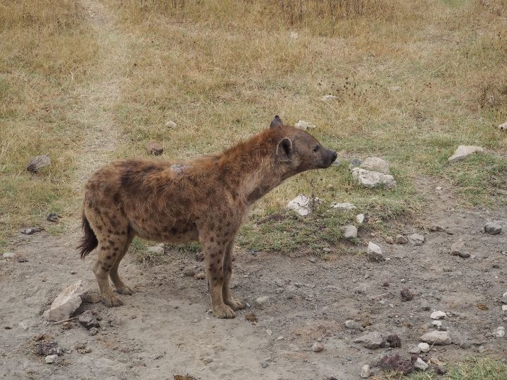 African safari, Tanzania, hyena