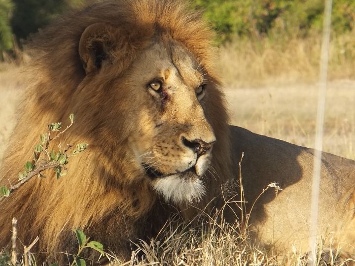 African safari, Tanzania, lion, Big Five
