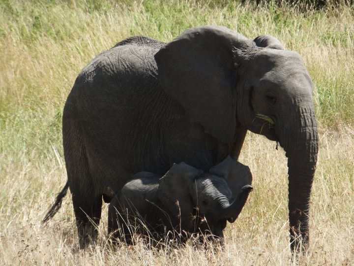 African safari, Tanzania, elephant, baby elephant, mother elephant