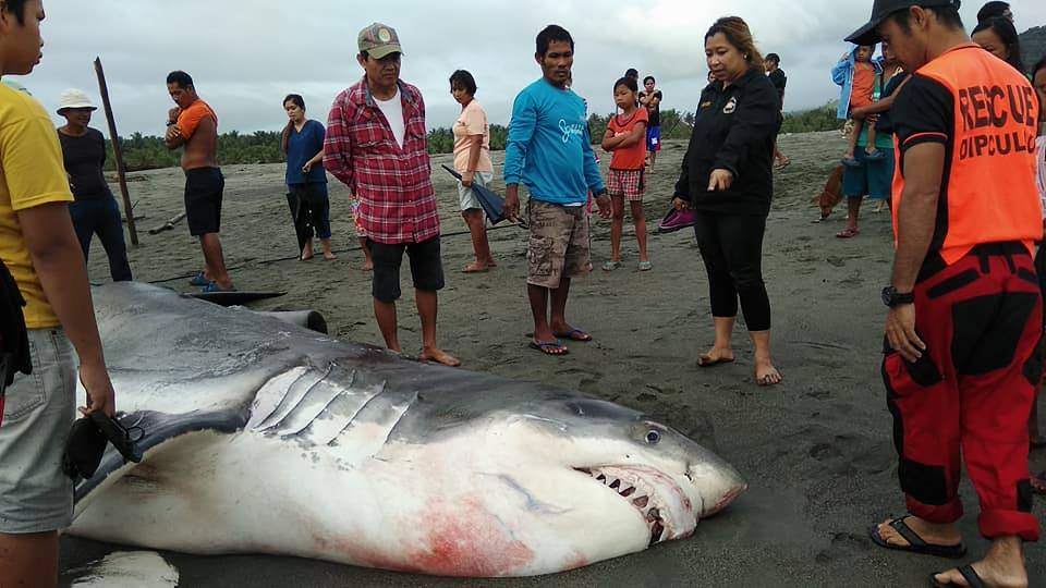 Great White Shark’s Corpse Has Been Spotted in Aurora