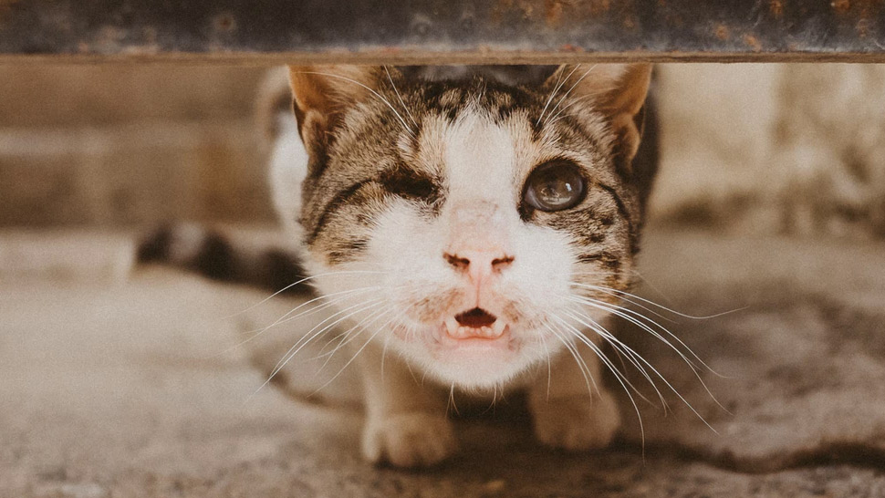 Injured discount feral cat