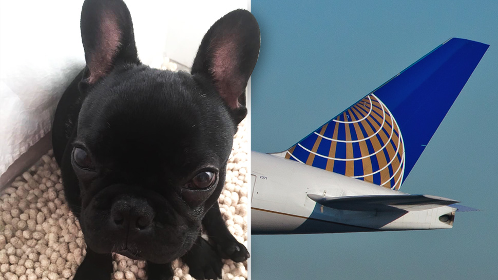 Dog Dies After a Flight Attendant Orders Owner to Place Pet in Overhead Bin