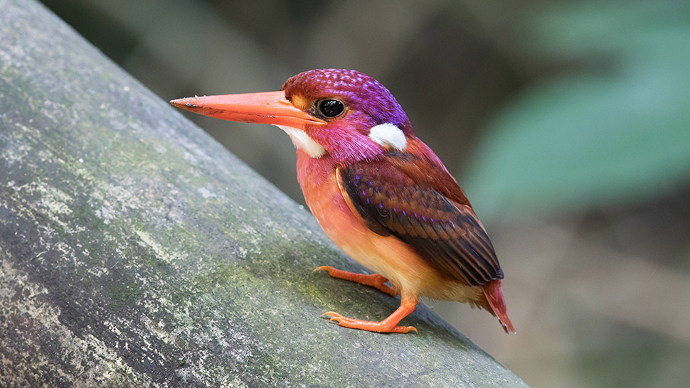 Philippine-Kingfisher-MAIN-IMAGE.jpg
