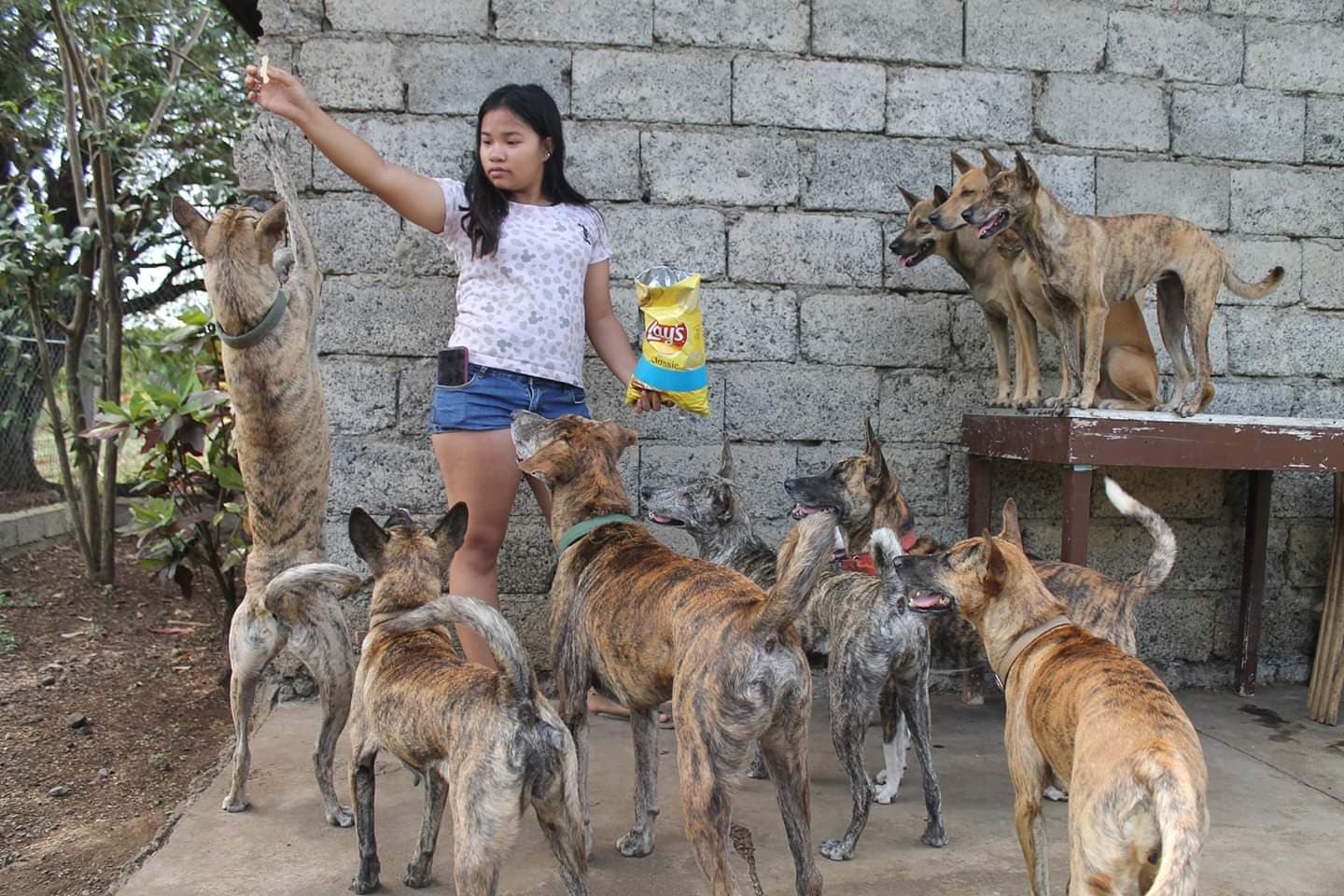 native dog Philippines