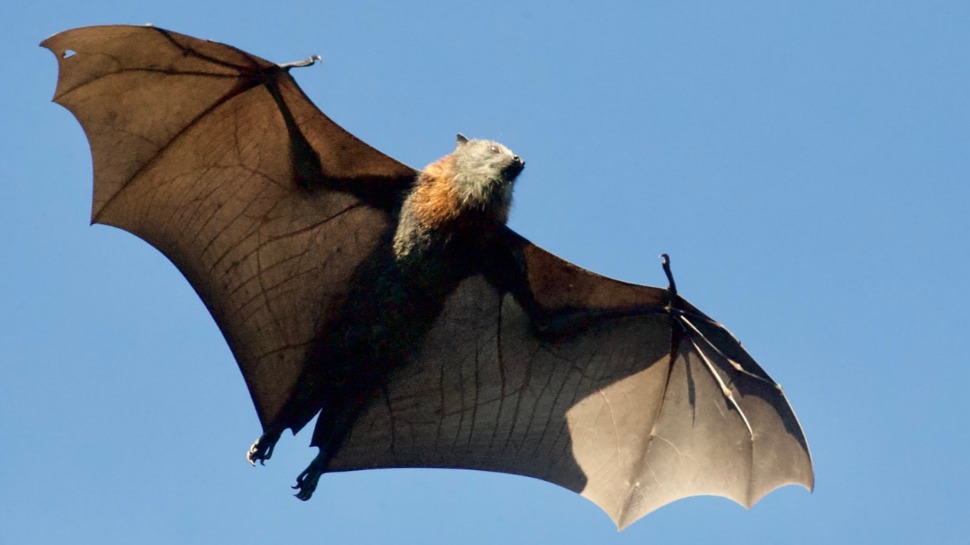 Giant Bats from the Philippines Trend on Social Media