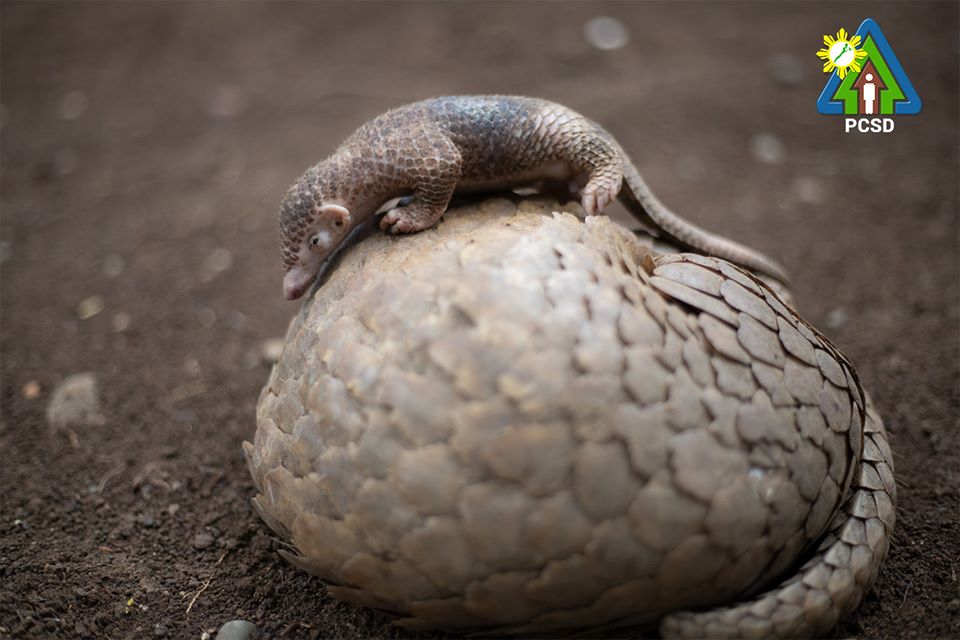 Adorable Baby Pangolin and Mom Were Just Rescued in Palawan