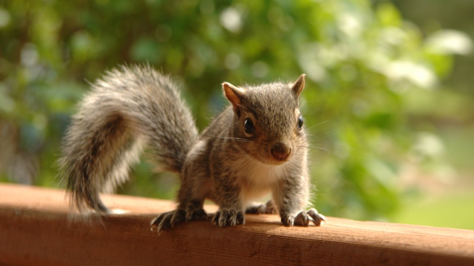 Squirrels Sighted in UP Diliman Capmus. Here's Why It's Alarming