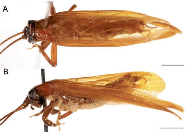 New Species of Insects Hiding in Plain Sight Discovered in Laguna