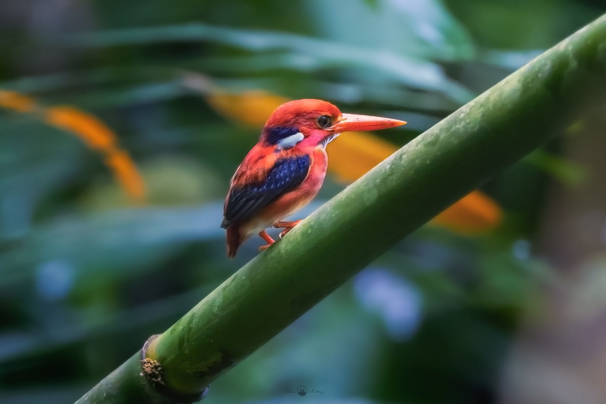 elusive-north-philippine-dwarf-kingfisher-sighted-near-manila