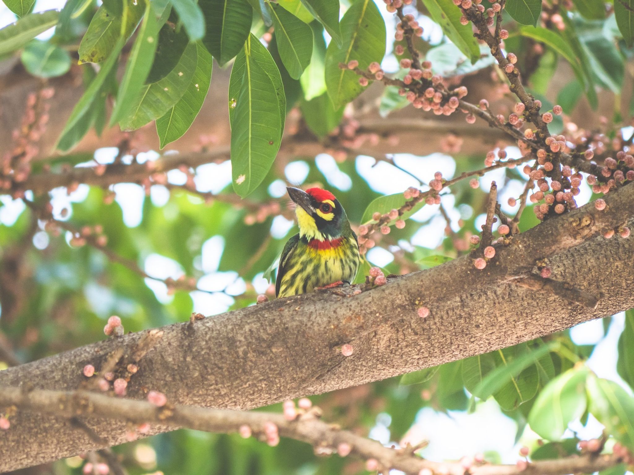 are barbet noisy