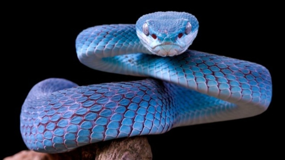 Humans Could Evolve to Become Venomous in the Future, According to a Study