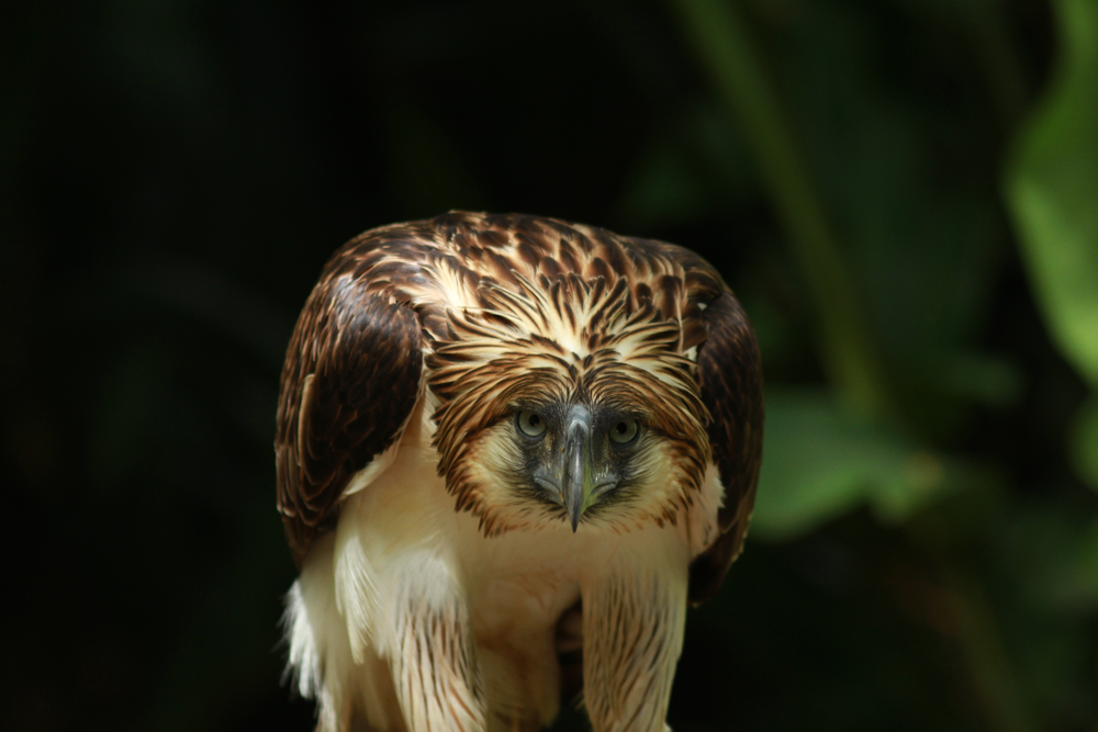 Agawid, Luzon’s Missing Philippine Eagle, Could Still Be Alive