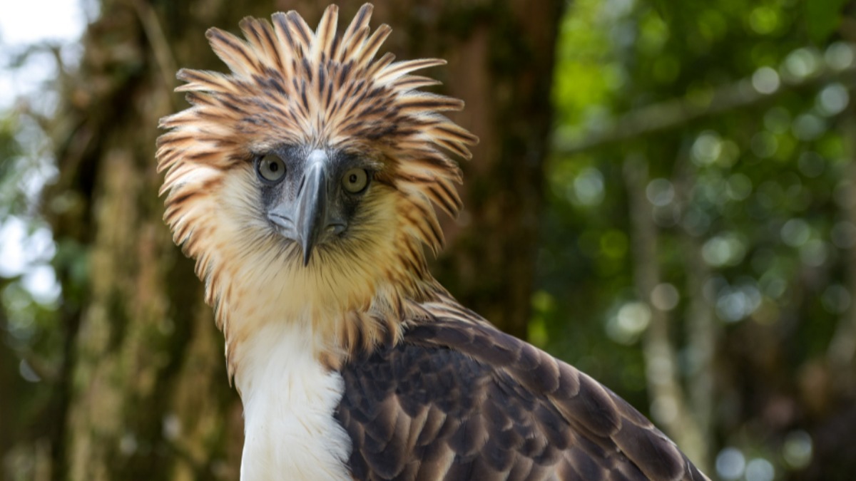 Agawid, Luzon’s Missing Philippine Eagle, Could Still Be Alive