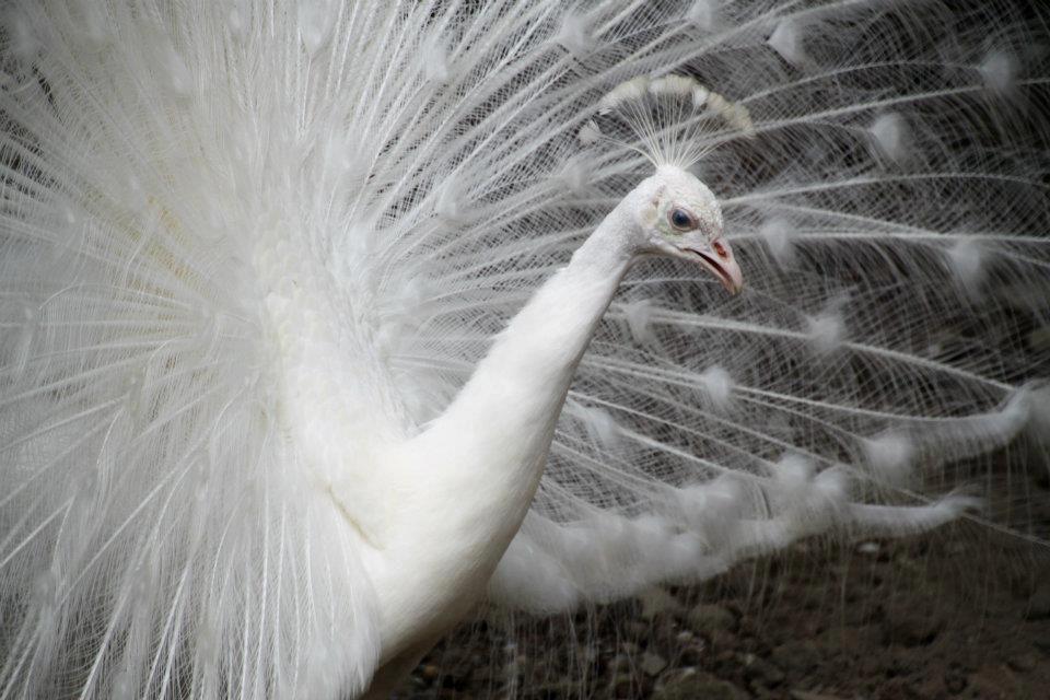 This Farm Calamba Has Over 35 Peacock Breeds and Other Rare Bird