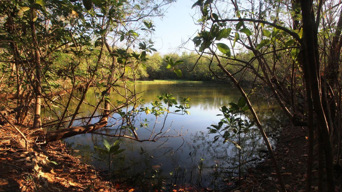 The Las Piñas-Parañaque Wetland Park: An Ecotourism Oasis in Manila Bay