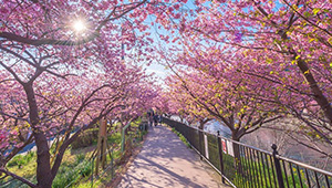 These Photos Will Make You Want To Book A Trip To Japan, Stat!