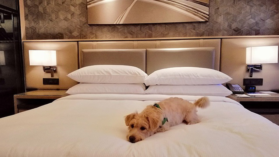 10 Places in Manila for a Pet-Friendly Staycation