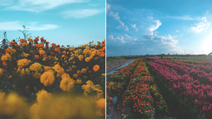 You Have To Visit This Instagram-worthy Flower Farm In Tarlac