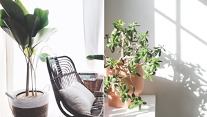 10 Low Maintenance Houseplants Your Friends Can’t Possibly Kill