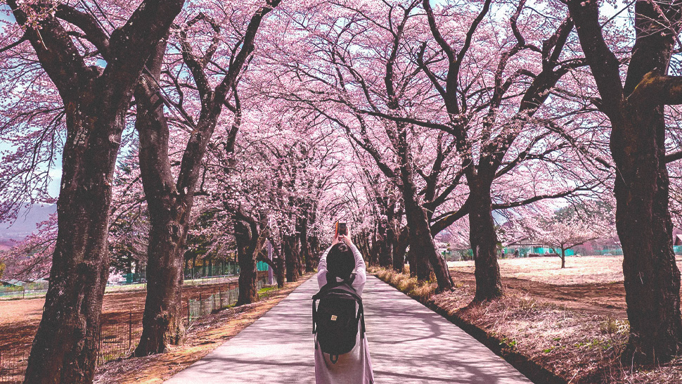 When And Where To See The Cherry Blossoms In Japan This 2020