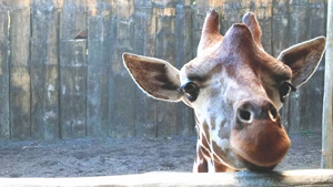 Avilon Zoo Is Asking For Help To Save Their Animals During Quarantine