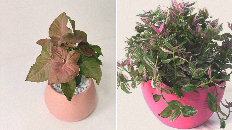Pink Plants You Can Buy Online For Your Indoor Garden