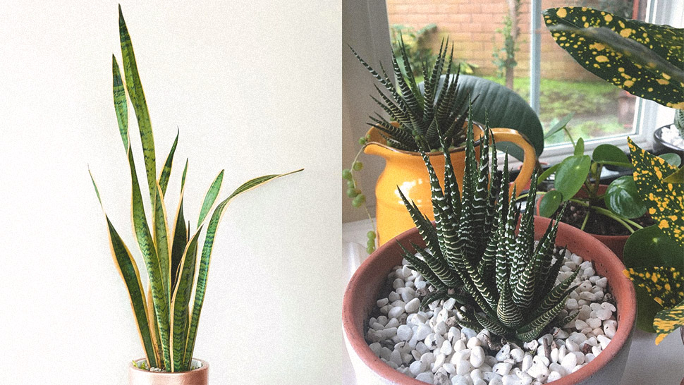 5 Succulents That Don’t Need Lots Of Sunlight