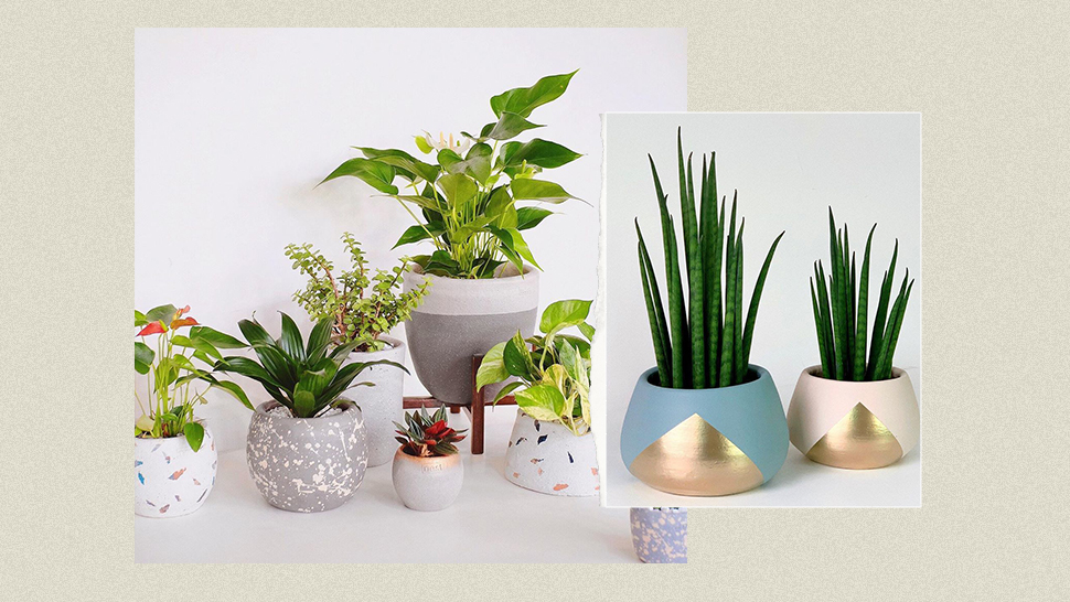 Potted Plants You Can Shop Online to Spruce Up Your Home