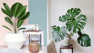 Palm Plants You Can Grow Indoors For A Resort-like Home