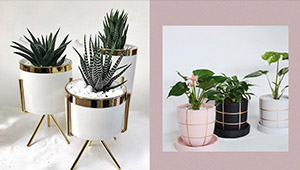 Plant Pots With Gold Accents You Can Shop Online For Your Home Garden