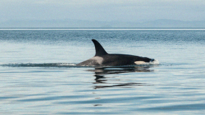 A Rare Sighting Of Killer Whales Was Reported Off The Coast Of Bohol