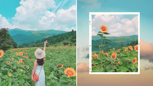 This Stunning Sunflower Field In Korea Will Convince You To Take A Trip Outside Seoul