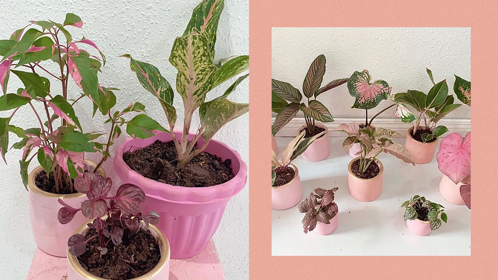 This Online Shop Will Cater to All Your Pink Plant Needs