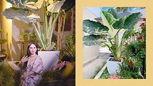 Jinkee Pacquiao Goes Viral For Expensive Plant That Costs Approximately P20,000