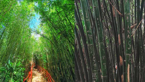 Baguio's Bamboo Eco-park Is Temporarily Closing Due To Vandalism