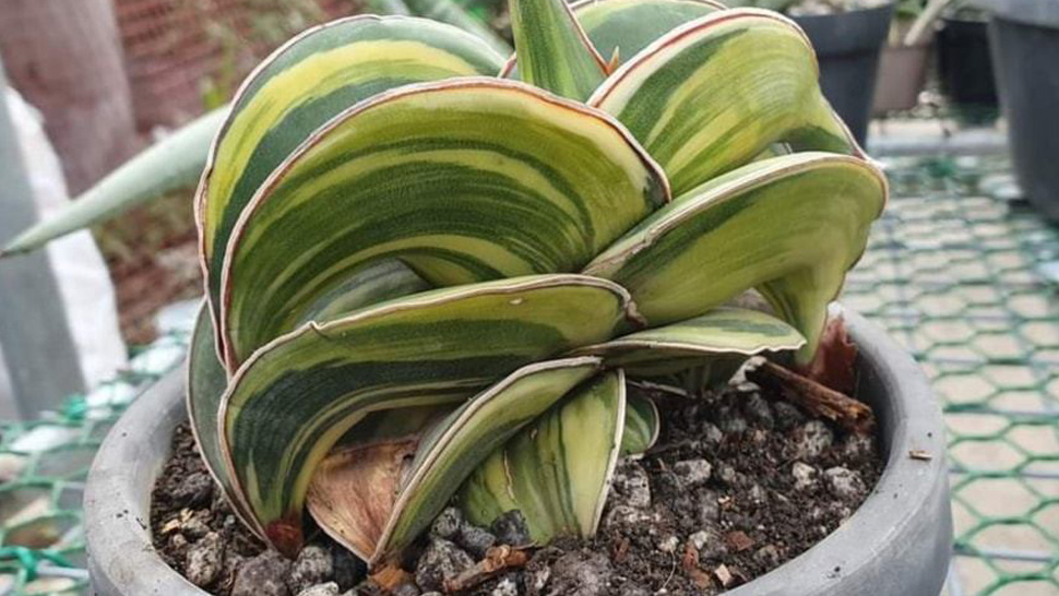 This Hybrid Succulent Has Just Been Reported Stolen and It Costs P2 Million