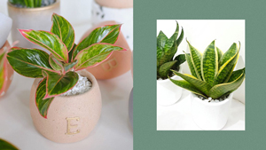 5 Low-maintenance Mini Plants That Will Prettify Your Desk