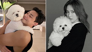 This Is The Exact Adorable Dog Breed That Your Favorite K-drama Stars Love