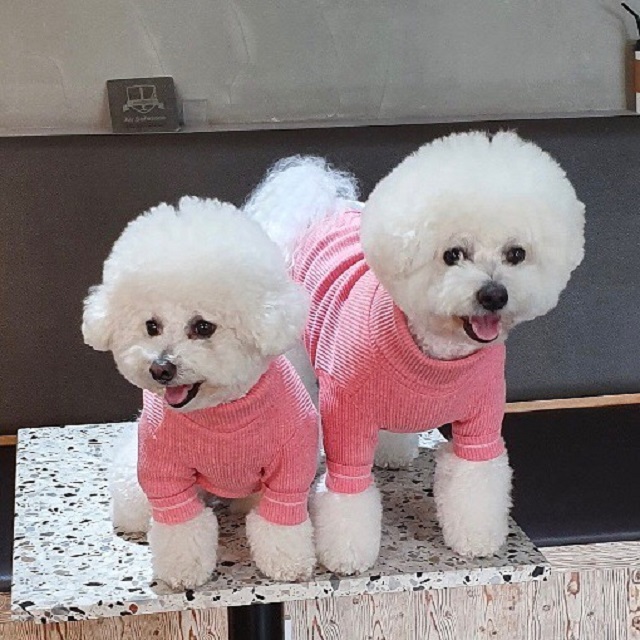 bichon frise korean celebrities favorite dog breed