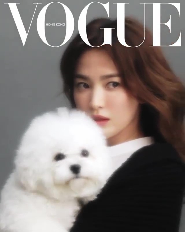 bichon frise korean celebrities favorite dog breed